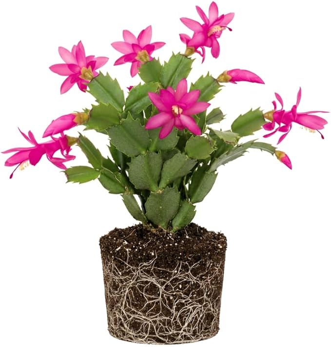 Purple Christmas Cactus Plants Live, Size 3-6" Christmas Cactus Plant, Colorful Holiday Houseplant Flowering Succulent Live Plants for Planting, Well Rooted, No Pot