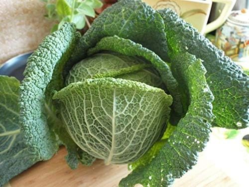 Seeds Savoy Cabbage Vertus Beautiful Heirloom Vegetable for Planting Non GMO
