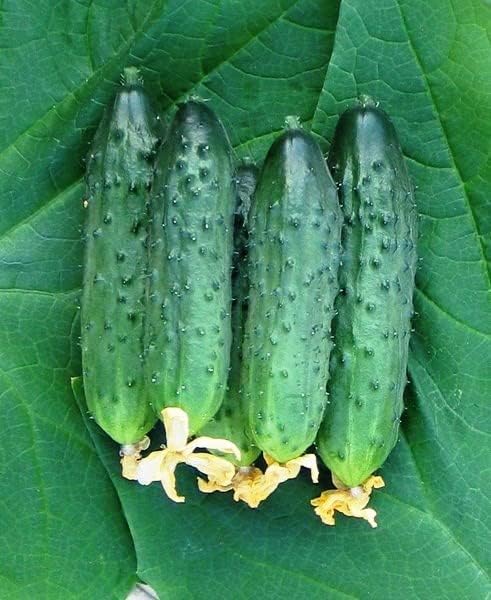 10+ Seeds Cucumber Firm Secret F1 Hybrid - Vegetable Self-Pollinated