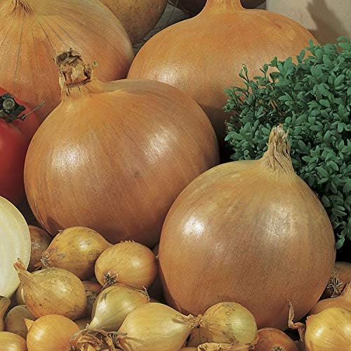 Park Seed Candy Hybrid Onion Seeds – Day-Neutral Yellow Variety, Early and Flavorful 135-Day Maturity, Grows Nationwide, Large Sweet-Savory Bulbs, Ideal for Spring Planting – Pack of 200 Seeds