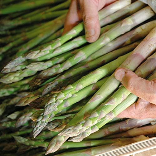 CEMEHA SEEDS - Seeds Green Asparagus Sparrow Grass Non GMO Vegetable for Planting
