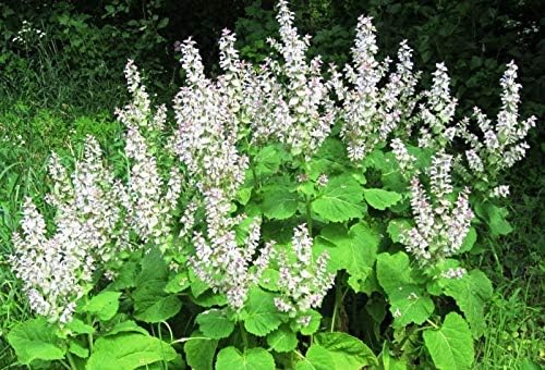 Seeds4planting - Seeds Clary Sage Medicinal Heirloom Herb Non GMO