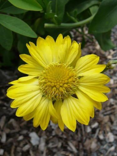 100 Yellow GAILLARDIA (Blanket Flower/Indian Blanket) Gaillardia Aristata Flower Seeds