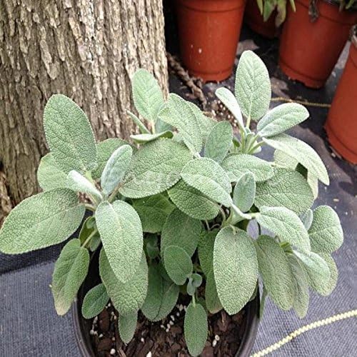Sage Great Garden Heirloom Herb by Seed Kingdom (300 Seeds)