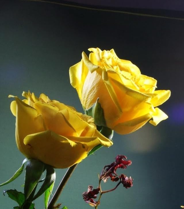 100 pcs Rose Flower Seeds Perennial Flowers Rare Plants Garden Bonsai Garden