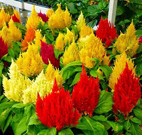 Celosia Plumosa Mix Plumed Cockscomb Celosia Argentea 200+ Seeds Garden Flower Seeds Multicolor