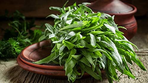 KIRA SEEDS - Seeds French Tarragon Medicinal - Estragon - Heirloom Herbs - GMO Free