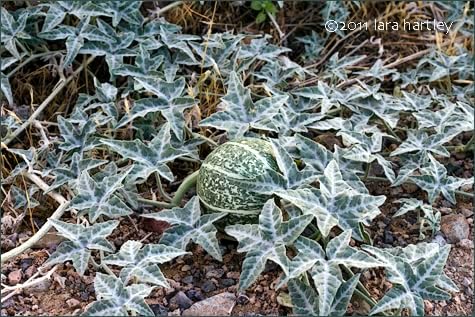 Coyote Gourd (Cucurbita Palmata) -30 Seeds-