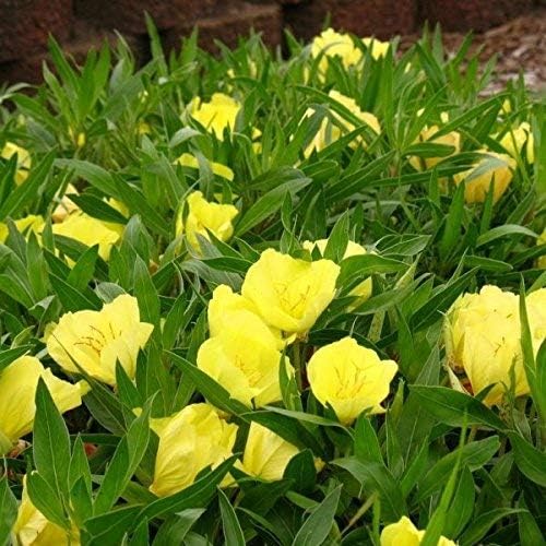 Non GMO Evening Primrose Flower Seeds Oenothera lamarckiana (1/4 Lb)
