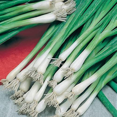 SeedsUP - 400+ Seeds Welsh Bunching Onion - Vegetable Green