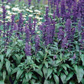 Park Seed Evolution Salvia Seeds, Deep Violet Blooms for Pollinators, Award-Winning Weather-Resistant Mealycup Sage, Compact and Low Maintenance, Pack of 50