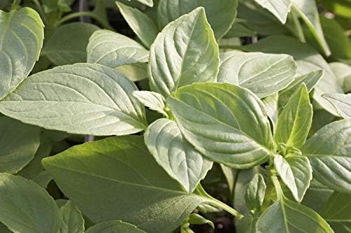 Seeds Indoor Lemon Basil Green Herbs Heirloom for Planting Non GMO 500 Seeds