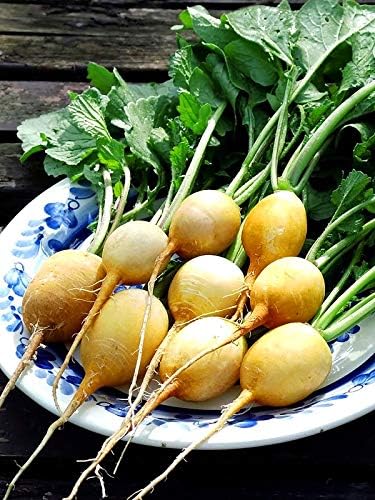 Seeds Vegetable Radish Yellow 23 Days Heirloom - 300 Seeds