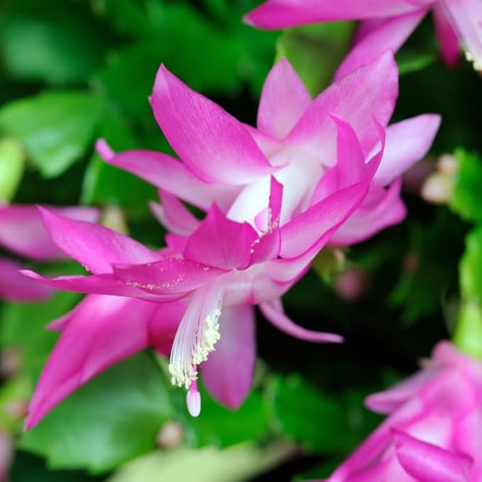 Pink Christmas Cactus Plants Live in 4 Inch Pot, Vibrant Christmas Cactus Blooms, Perennial Holiday Cactus Plant Flower Succulent Houseplant