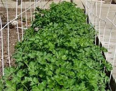 Cilantro, Slow Bolt Seeds, Herb, NON-GMO, 50 seeds per package