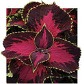 Park Seed Chocolate Covered Cherry Coleus Seeds, Compact and Shade-Tolerant Foliage with Rose and Chocolate Tones, Late Flowering for Low Maintenance, Pack of 10