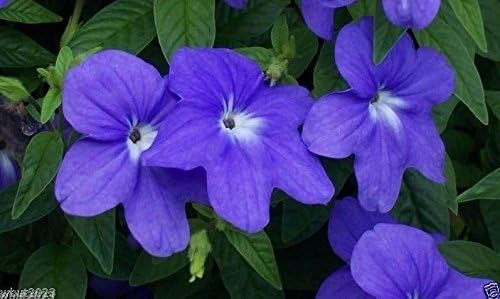 Browallia Flowers Seeds (Browallia Americana) Sky blue,makes great house plant .(300 Seeds)