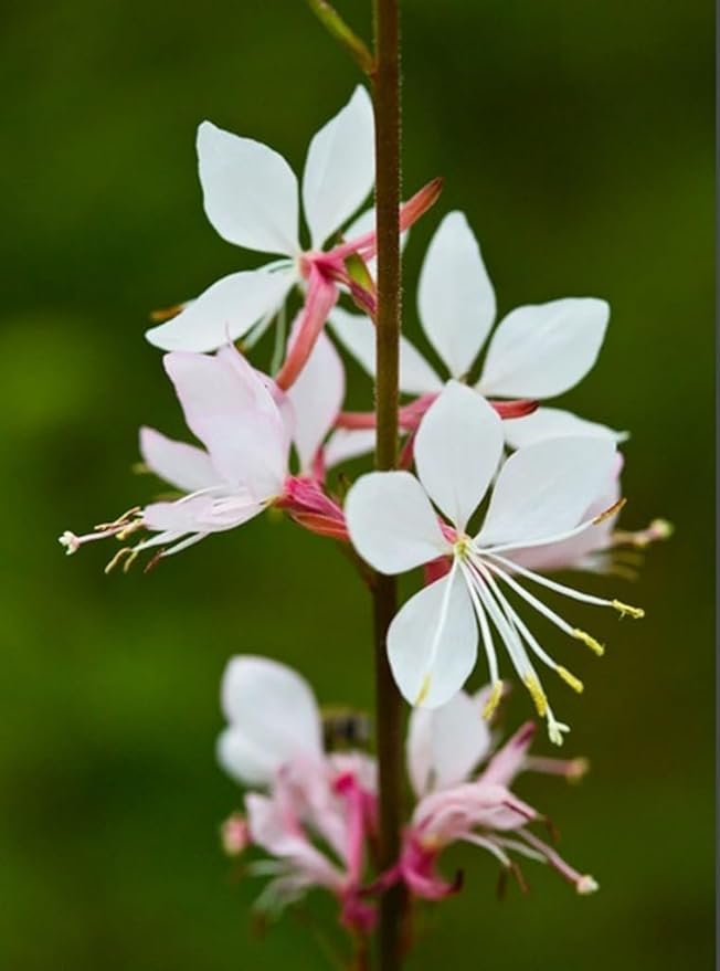 100PCS Gaura Lindheimeri Flower Seeds Wildflower Flower Seeds Heirloom