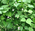 White Tepary Bean Seeds 35 Pcs Non-GMO Heirloom Vegetable Seeds for Outdoor Garden Growing