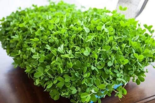 Green Pea Sprouting Seed, Non GMO - 10 Lbs - Country Creek Brand - Green Peas for Sprouts, Garden Planting, Cooking, Soup, Emergency Food Storage, Vegetable Gardening, Juicing, Cover Crop