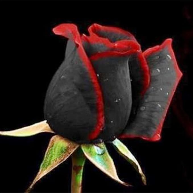 300+ Perennial Mixed Rose Flower Seeds for Planting Outdoor-Fragrant Non GMO Heirloom Garden Home Great Gardening Gifts