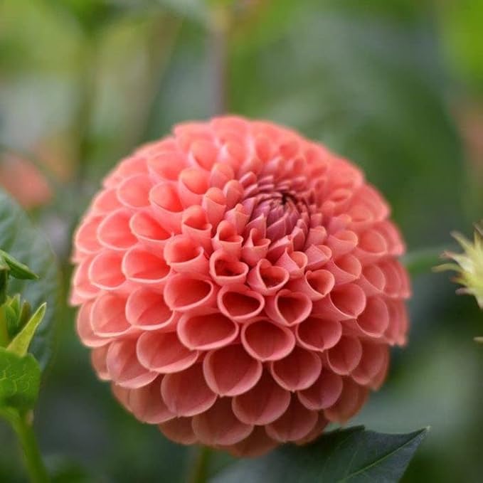 Eden Brothers Dahlia Bulbs (Ball) - Cornel Bronze, Non-GMO Bulbs for Planting, 2 Bulbs | Low-Maintenance Flower Bulbs, Plant During Spring, Zones 8, 9, 10, 11