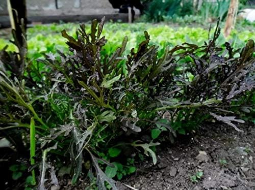 Seeds Mizuna Mix Lettuce Salad (Japanese Cabbage) Water Microgreen Heirloom Vegetable Non GMO