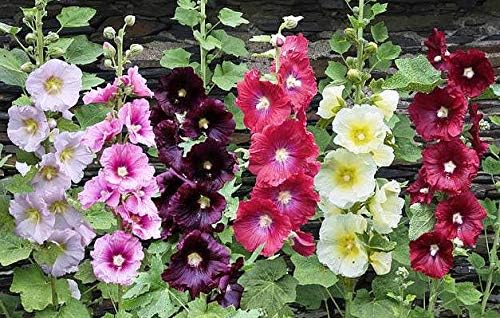 NIKA SEEDS - Seeds Flowers Hollyhock Spring Mix Perennial - 50 Seeds