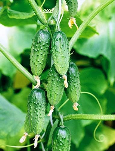 Seeds Vegetable Cucumber Vine Grape F1 Green - 20 Seeds