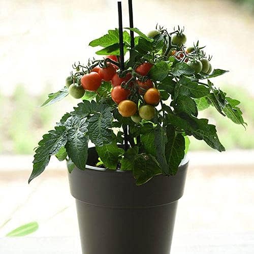 Park Seed Cherry Tomato Seeds, Planting Vegetables, Easy to Grow, Non-GMO, Variety of Colors and Sizes, Spring Garden, Red Velvet Cherry, Pack of 10