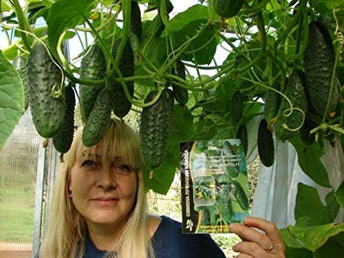Seeds Cucumber Envy of The Neighbors F1 Pickling Heirloom Vegetable for Planting Non GMO