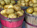 Yukon Gold Seed Potatoes, 5 lbs. (Certified)