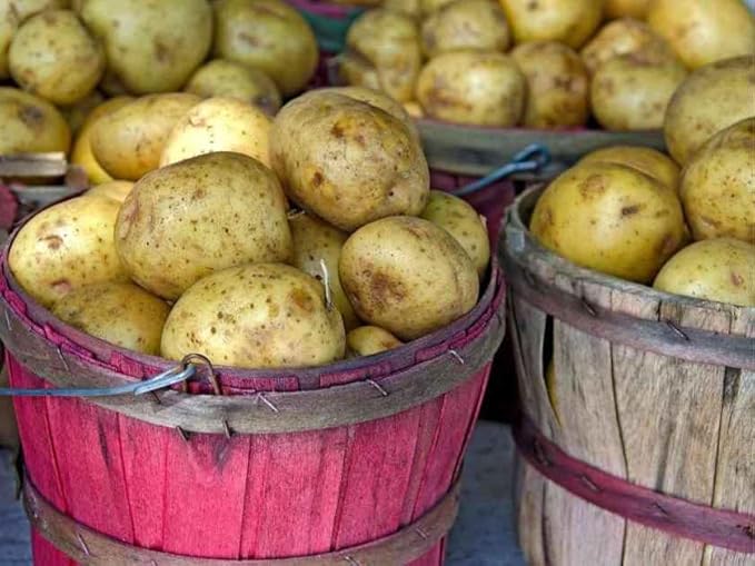 Yukon Gold Seed Potatoes, 5 lbs. (Certified)