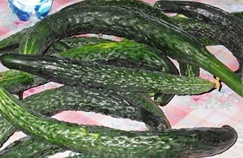 CEMEHA SEEDS - Seeds Cucumber Burpless Chinese Miracle Giant Long Rare Pickling Non GMO Vegetable for Planting