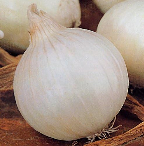 Seeds Vegetable Onion Snow White - 300 Seeds