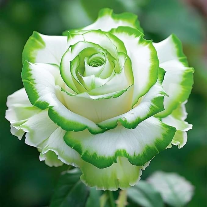 325+ Mix Color Rose Seeds for Plantng- Heirloom Non-GMO Flower Seeds for Garden Blooms