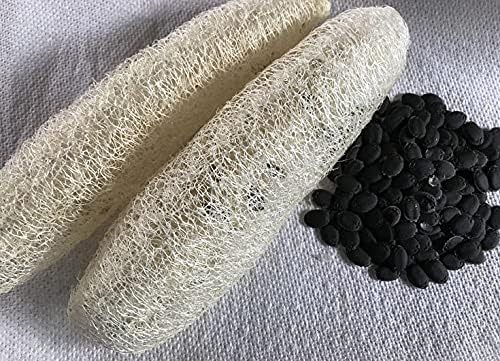Seeds Dishrag Gourd Smooth Luffa Sponge Rag Outdoor Heirloom Vegetable for Planting Non GMO