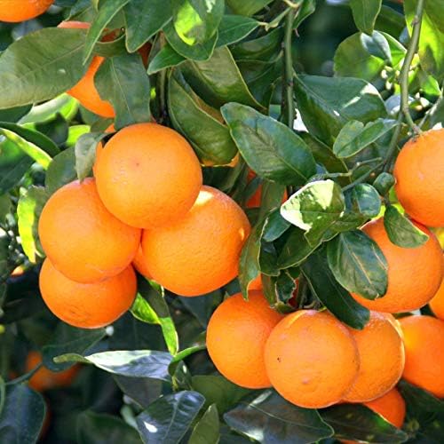 Gardenera Tailor-Made Soil Mix for Tangerine Trees : Grow Your Own Juicy Tangerines with Confidence - 2 Quart