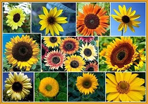 Dirt Goddess Super Seeds Sunny - Sunflower Seed Mix 2,250 Seeds 10 Species of Wildflower Seeds Helianthus annuus (1/4 lb) 250-500 sq ft Coverage
