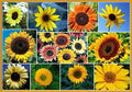Dirt Goddess Super Seeds Sunny - Sunflower Seed Mix 2,250 Seeds 10 Species of Wildflower Seeds Helianthus annuus (1/4 lb) 250-500 sq ft Coverage