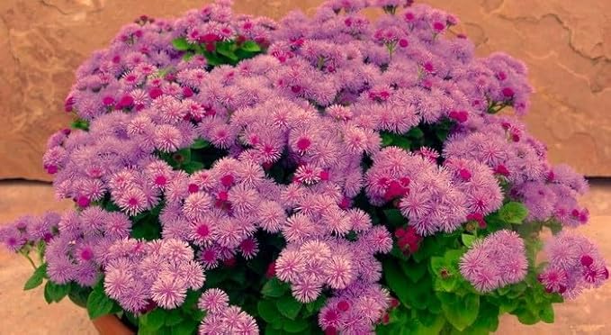 Ageratum Pink Floss Flower Seeds 400+ Seeds for Planting Non-GMO Flower Garden