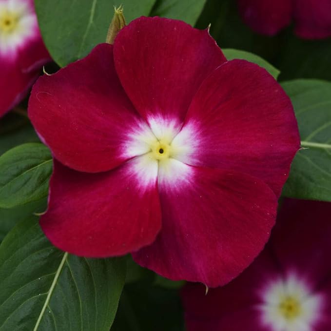 Outsidepride Burgundy Periwinkle Seeds for Planting – 100 Pcs Annual, Fast-Blooming, Heat & Drought Tolerant Vinca Flower Seeds with Vibrant Colors Ideal for Gardens, Beds, Borders & Containers