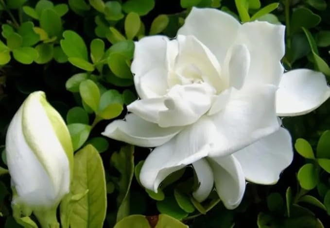 100PCS Gardenia Jasminiodes Seeds Cape Jasmine Fragrant Shrub Seeds Heirloom