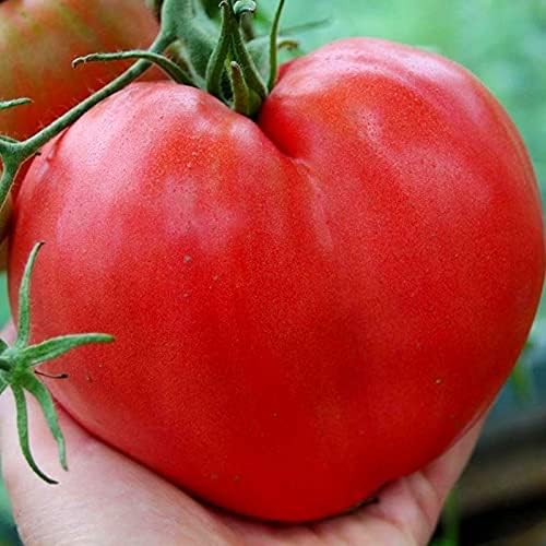Seeds Vegetable Pink Bulls Heart Tomato - 30 Seeds