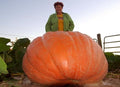 SeedsUP - 10+ Seeds Pumpkin Titan Weight 200 lbs - Vegetable Orange