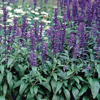 Park Seed Evolution Violet Salvia Seeds, Compact Ornamental Sage with Rich Violet Spikes, Pollinator Friendly and Drought Tolerant, Pack of 500
