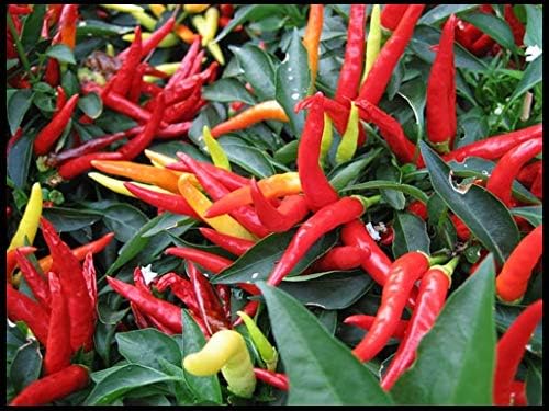 40+ Seeds Hot Ornamental Chili Pepper Mix - Vegetable Multicolor