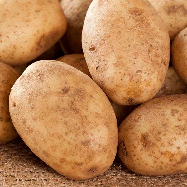 Russet Potato Seeds for Planting Outdoors, 60 True Potato Seeds, Heirloom