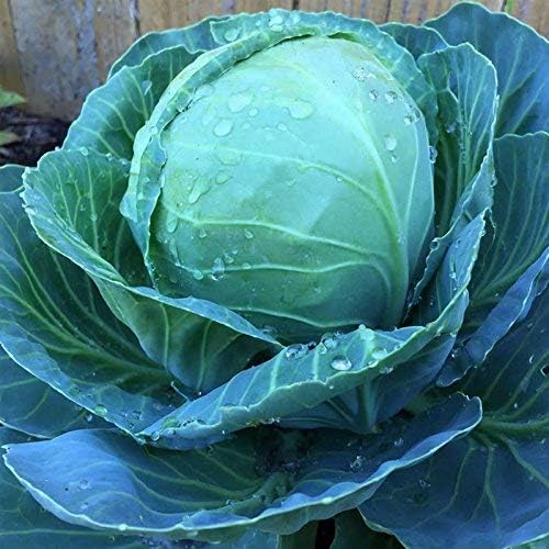 Cabbage Seeds - Golden Acre - 4 Gram Packet - Non-GMO, Heirloom, Open Pollinated - Vegetable Garden, Microgreens