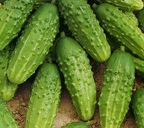 Seeds Vegetable Cucumber Nezhyn Open-Pollinated Heirloom Best for Pickling - 20 Seeds